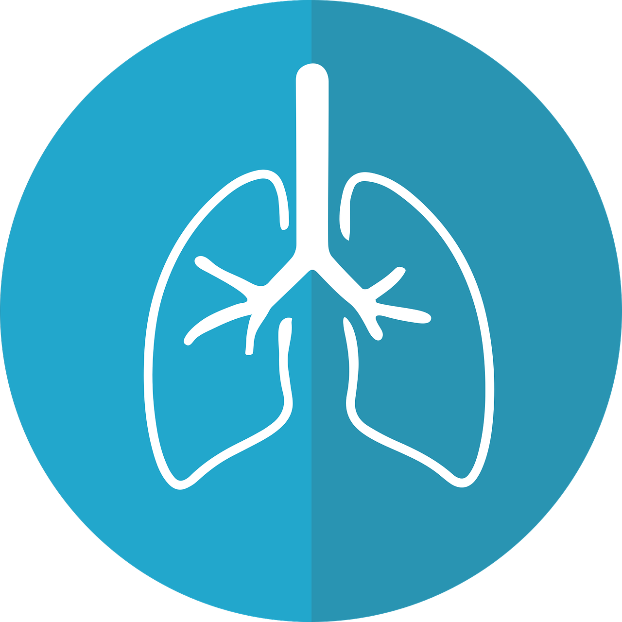 lungs 2803208 1280
